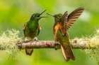 Ecuador-Guango. Buff-tailed coronet hummingbirds fighting. Art Print
